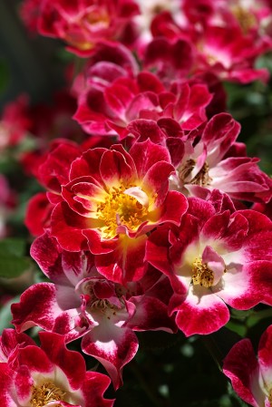 Carpet Roses Of Red